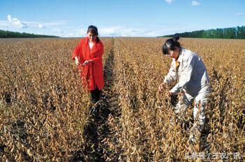 大豆进口或将遇阻，对大豆价格影响几何？附：最新大豆价格