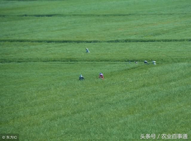 农业部发文，提供冬小麦种植意见，涉及各个麦区，麦农快收好来！