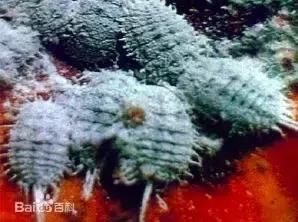 葡萄皮上有这东西千万别买,买了也别吃!里面可能全是虫子……