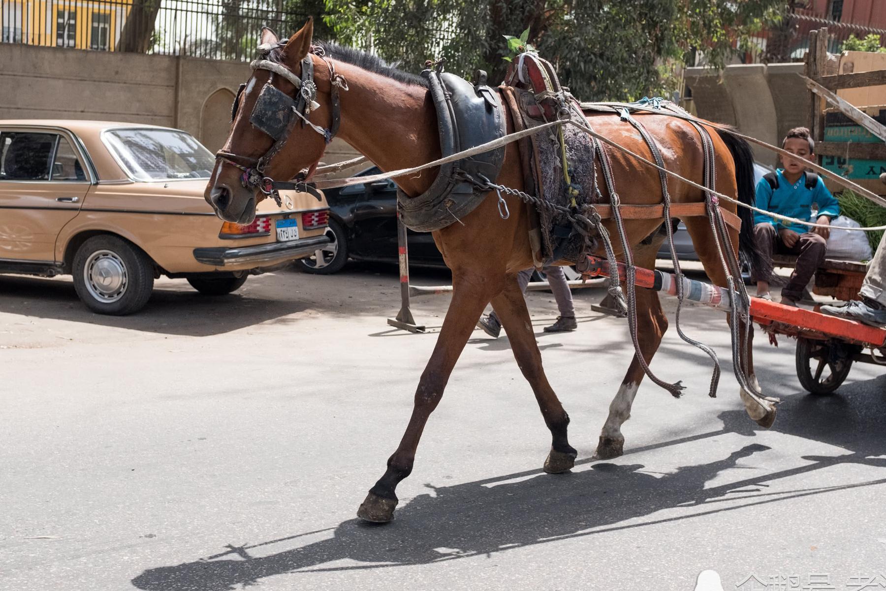 埃及首都开罗实拍,不如中国四线城市发达,却比