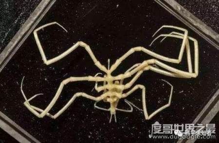 探索海底一万米有多恐怖, 拥有数不尽的怪异生物