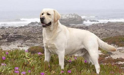 犬类中你最喜欢什么类型的狗呢,可爱呆萌乖巧