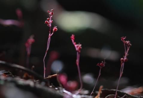 农村这种野生物，若见到请你珍惜，目前稀罕的很，价值可不容小觑