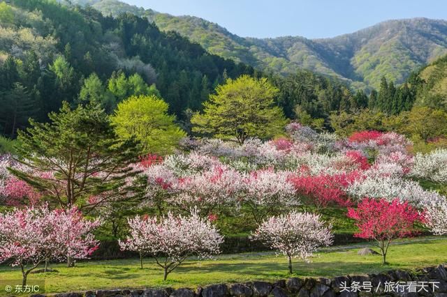 再过1个月，今年第一场桃花盛宴将在西藏开启，惊艳世人