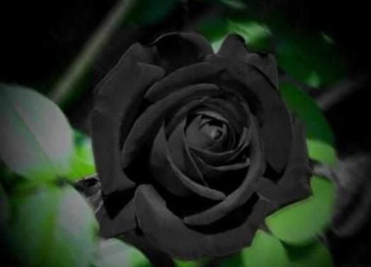 心理测试:四朵花选一朵,测出你对爱情的态度!