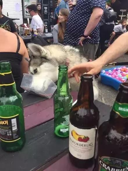 主人偶然发现自家小奶猫竟然有腹肌,让橘猫看