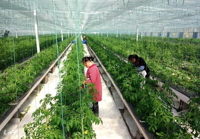 申请农村创业项目补贴有秘诀!这些申报补贴的