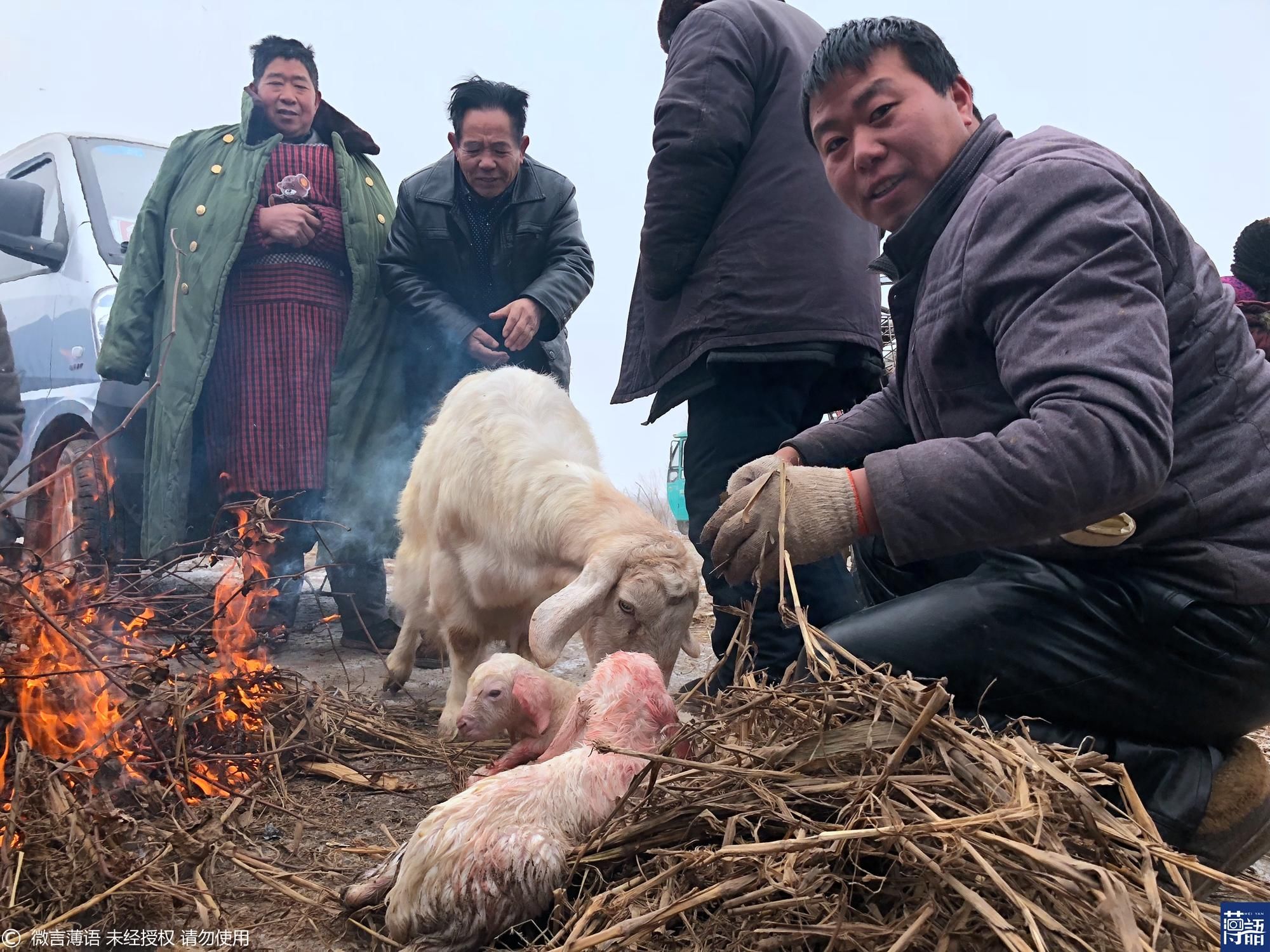 母羊在市场产崽 众人为小羊生火取暖