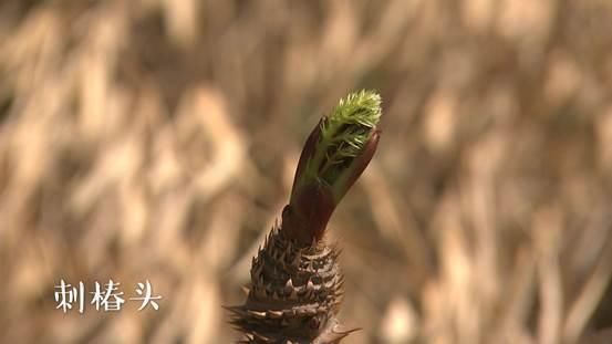 最美腾冲四月天，万亩油菜花海看过来