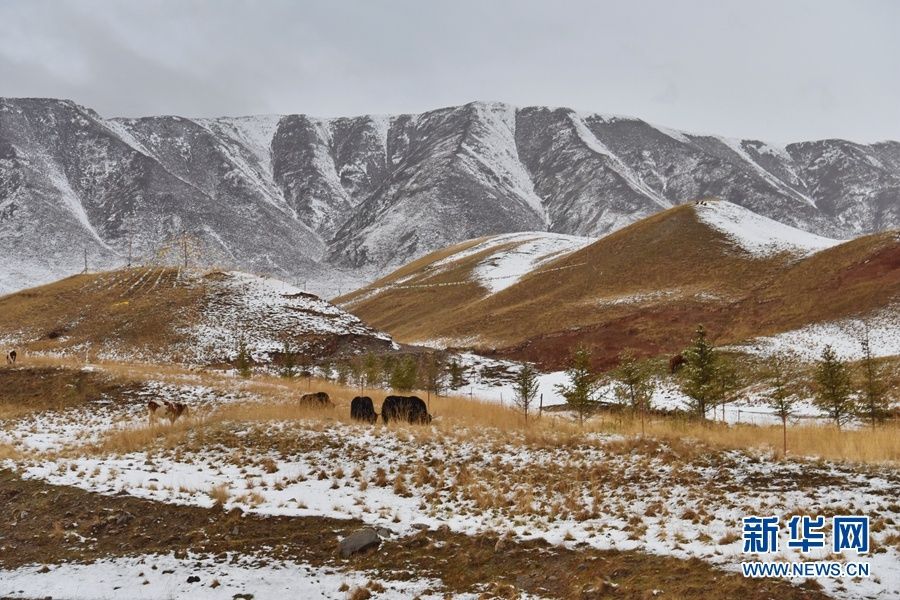 当夏天遇见雪 甘肃肃南五月降雪现“冬夏交织”美景