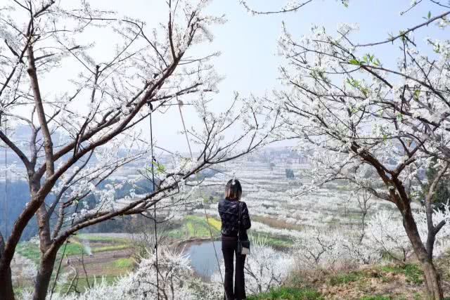 千亩李花竞相怒放，美得不像话！