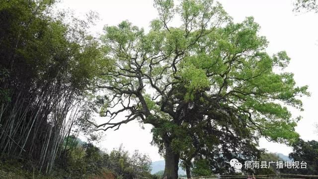 千年樟树、烈士故居，云浮这个村庄将打造生态休闲旅游观光圣地