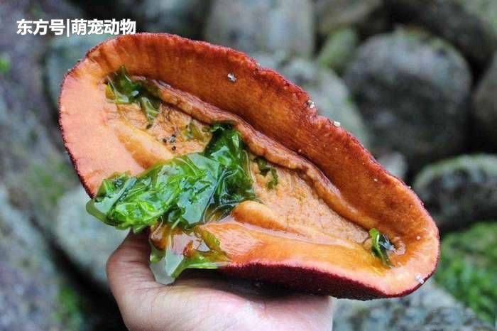 女子海边发现\＂鲍鱼\＂似的生物, 它能嚼碎石头还能做防弹衣