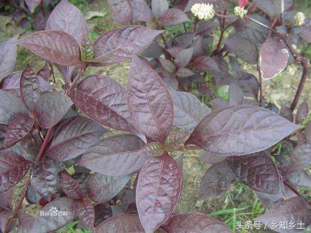 这种野草蛇见了会发抖，玩蛇的人常用来防身，非常好的止痛消炎药