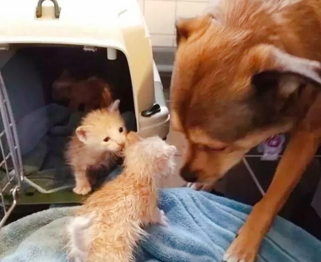狗狗捡回了3只小橘猫,当起了猫爸爸,走到哪都有一屁股猫…… 吉祥坊官方平台