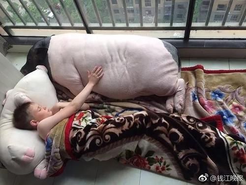 遛猪?外国男女在杭州小区里 遛一头二百多斤的