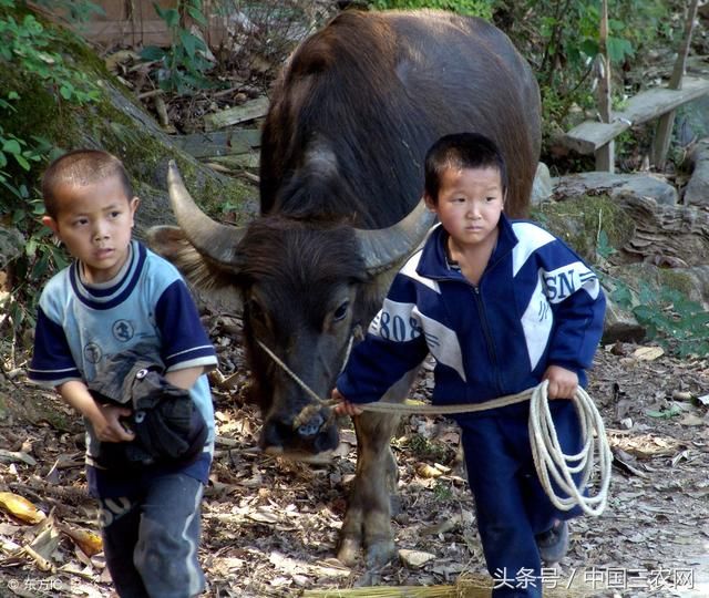 为什么农村大多数的兄弟姊妹关系不好？