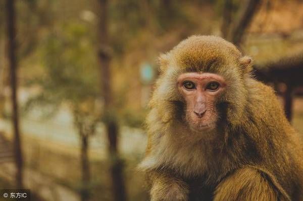 生肖猴，5月下旬，千万不得三心二意，小心害了自己