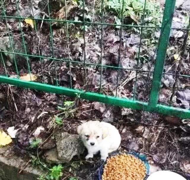 1只饥饿的流浪狗,面对食物竟无动于衷,看到它的举动后,我哭了 ag真人