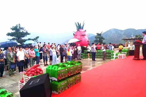 罗甸县用活邓迎香品牌,驱动火龙果销售