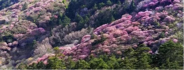 樱花桃花梅花兰花……3月，湖北的名字叫“花海”！