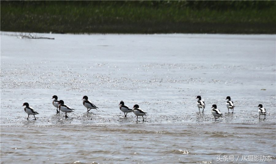 黑嘴鸥、翘鼻麻鸭在辽河绿水湾风景区栖息享受初夏暖阳