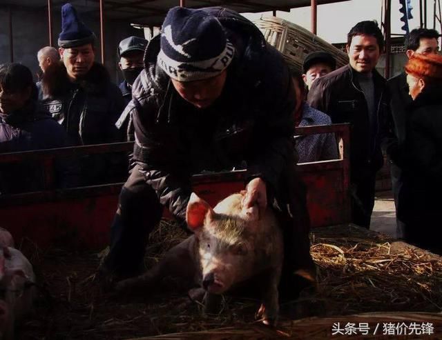 生猪价格久不见涨，养猪人无奈坚持“抗压”