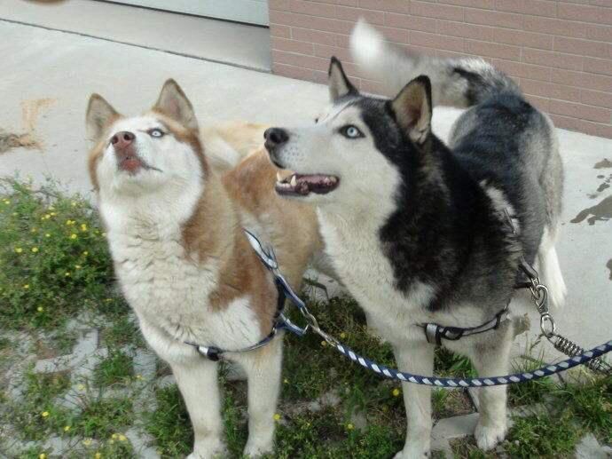 丹东养狗的小伙伴们注意啦!违规遛狗后果自负