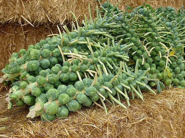 种一棵能收获60个包菜,一公斤就要80元,只有在星级酒店才能吃到 - 红波仙子 - hbz69123的博客 种一棵能收获60个包菜,一公斤就要80元,只有在星级酒店才能吃到 - 红波仙子 - hbz69123的博客