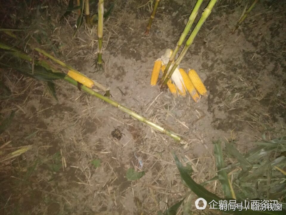 山西临汾养老院走失的73岁老人,失踪3天2夜后