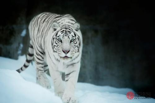 1974年属虎男有几婚姻 属虎婚姻怎样_【快资