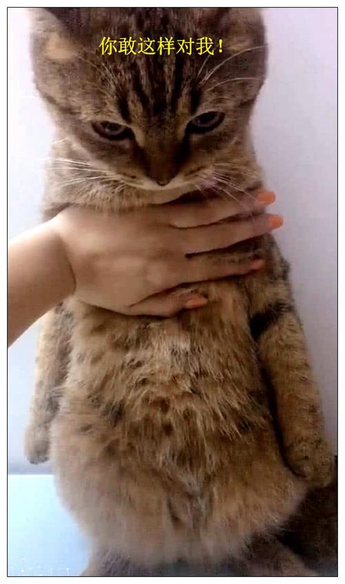 猫咪闯祸被女孩罚站,当看到它的表情后,表情瞬龙抬头微信主人图片