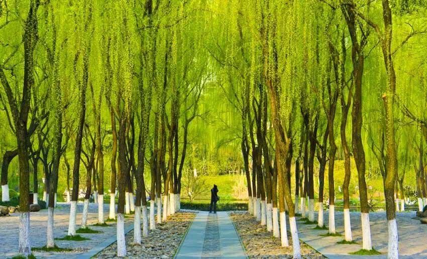 杭州多了一条最美“西湖夜游线”！苏堤、断桥……绝美景点都被承