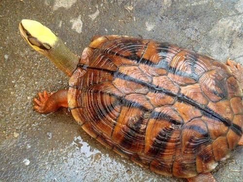 金钱龟养殖加盟