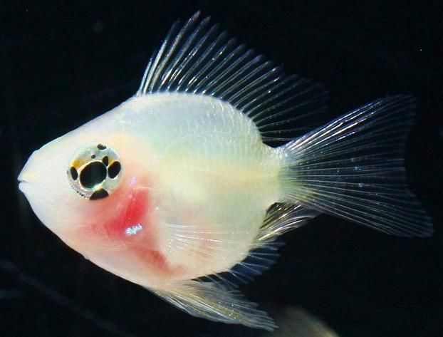 世界上最可爱的观赏鱼,金波子红红的脸蛋,看到就想养几条