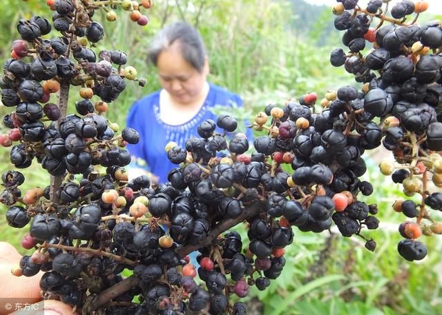 农村这种植物，全株有毒，农民拿它作土农药，你一定不认识！