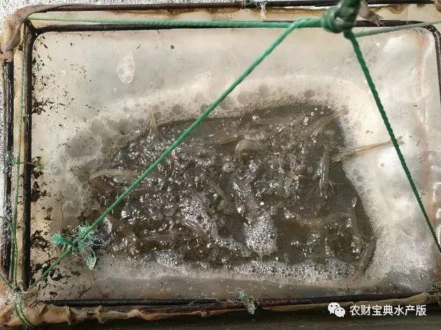 每立方米水体产虾17斤！他如何连续三年养虾成功？