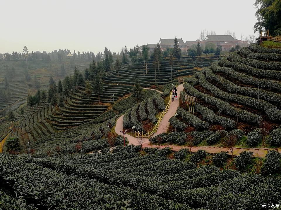 参观牛碾坪万亩观光茶