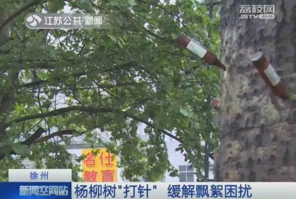 徐州：杨柳树“打针” 缓解飘絮困扰