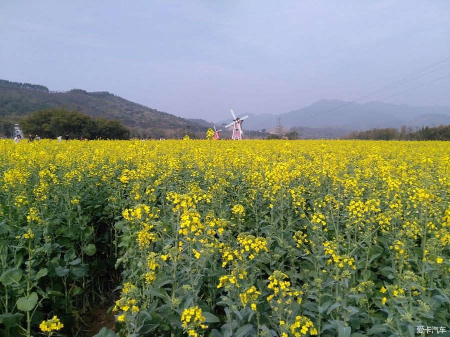 2018年春节粤北韶关赏花，火山上的油菜花 。