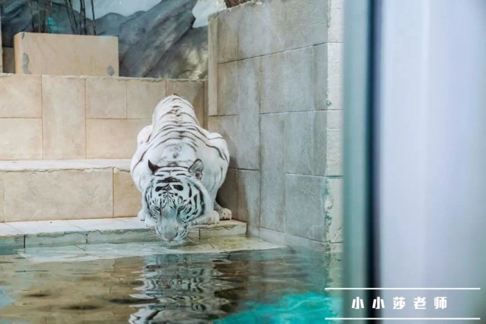 旅行记 | 我又想再去一趟日本大阪了?!