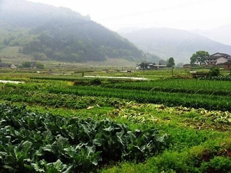 小偷偷了农民种的蔬菜，却因打了农药而中毒，农民该承担责任吗？