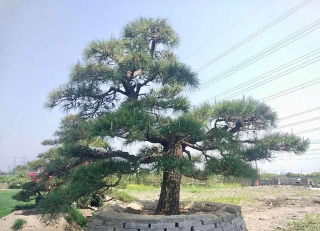 有钱任性！土豪们最爱选的庭院树，你选对了吗？