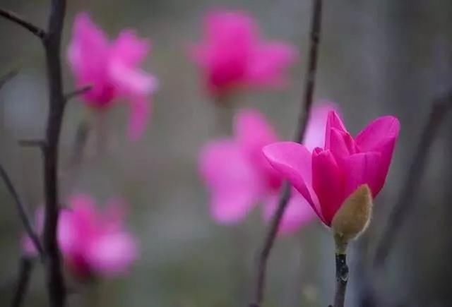 三月花开正艳,宜昌各地踏青赏花活动异彩纷呈