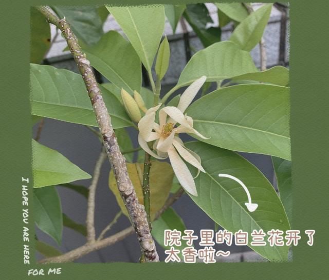 方媛分享生活日常，晒健身照气质极佳，扮迪士尼公主少女感满满
