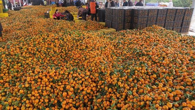为什么水果“滞销”，已经成了常态?