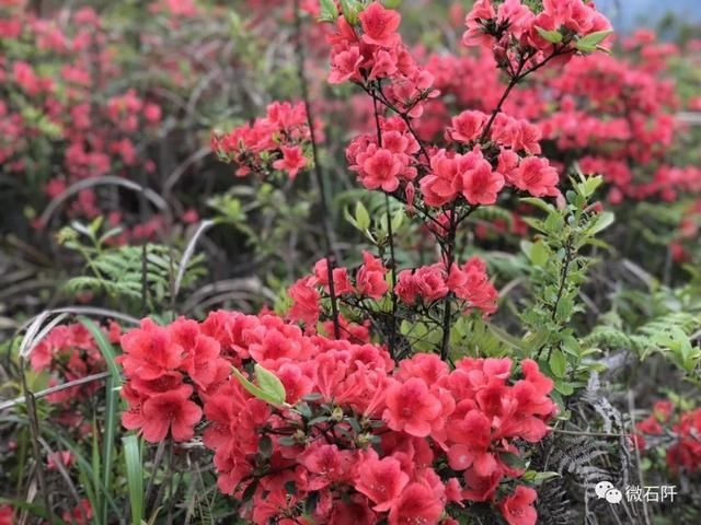 石阡仙人街万亩杜鹃花开了，你去看来没?