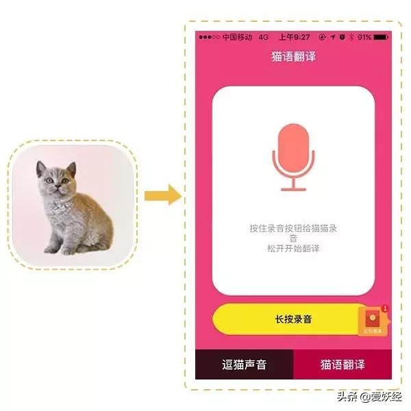 高科技还是伪科学?人猫交流真的具备可行性?