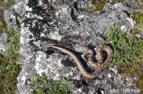 男子发现一条蛇肚皮上有东西蠕动,一条毒物从