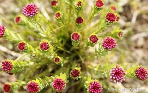 狼毒草你了解吗?原来对这么多病都有奇效,快来